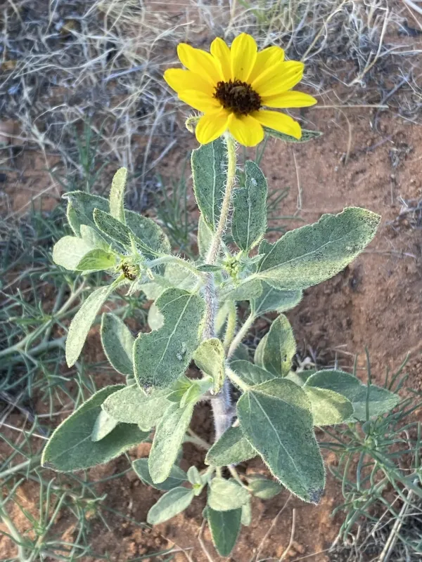Desert sunflower
