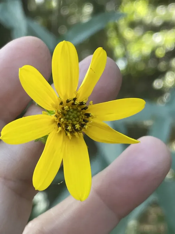 Smooth sunflower