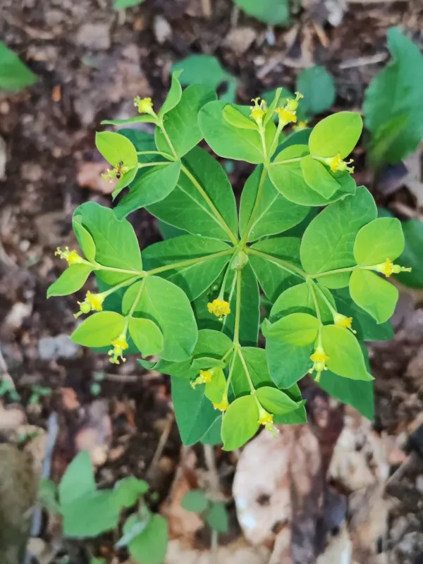Carniolan spurge