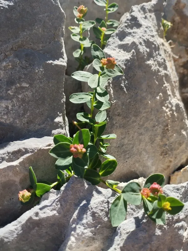 Pyrenean Spurge
