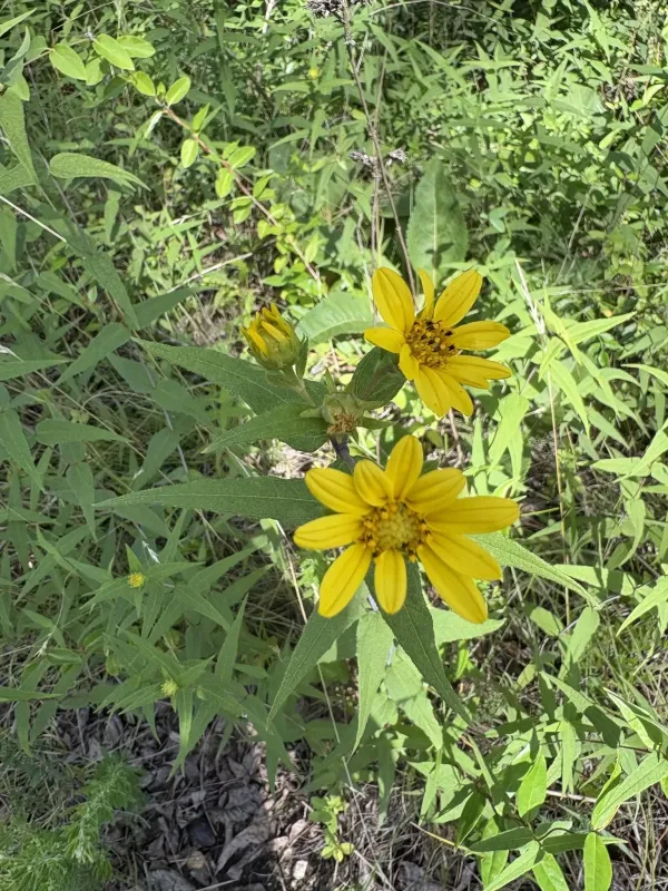 Woodland sunflower