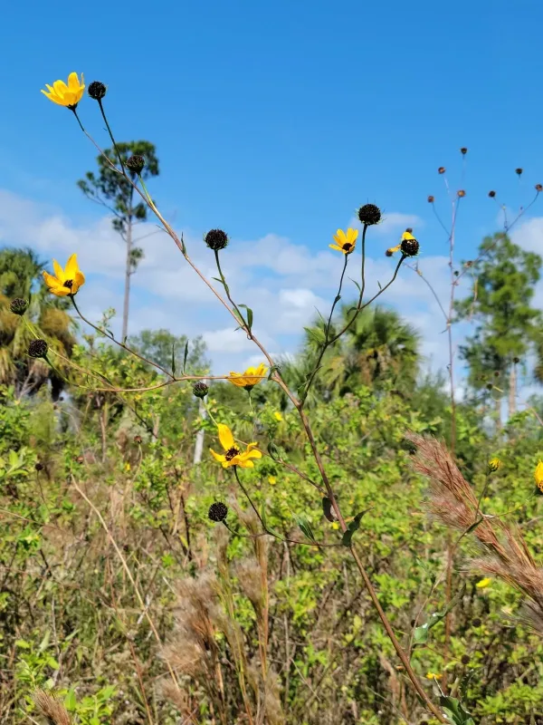 Southeastern sunflower