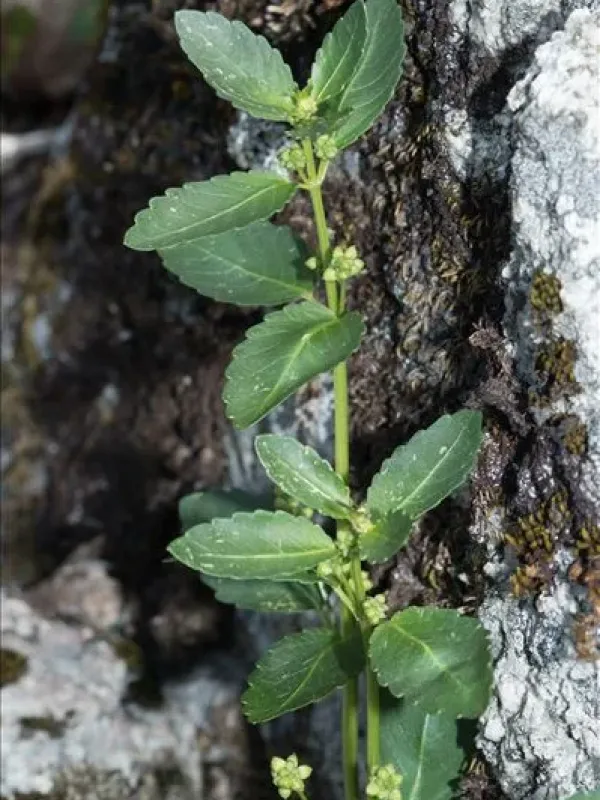 Corsican mercury