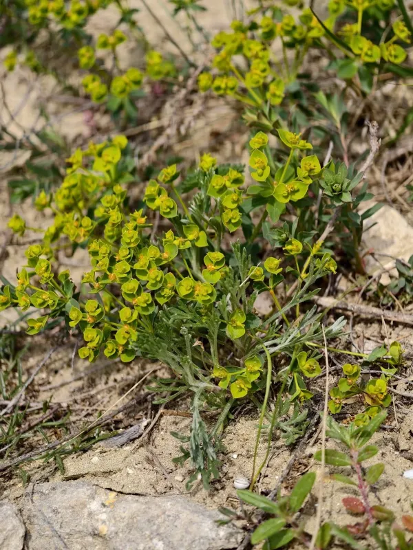 Seguier's spurge