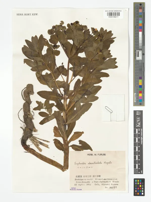 Euphorbia ebracteolata