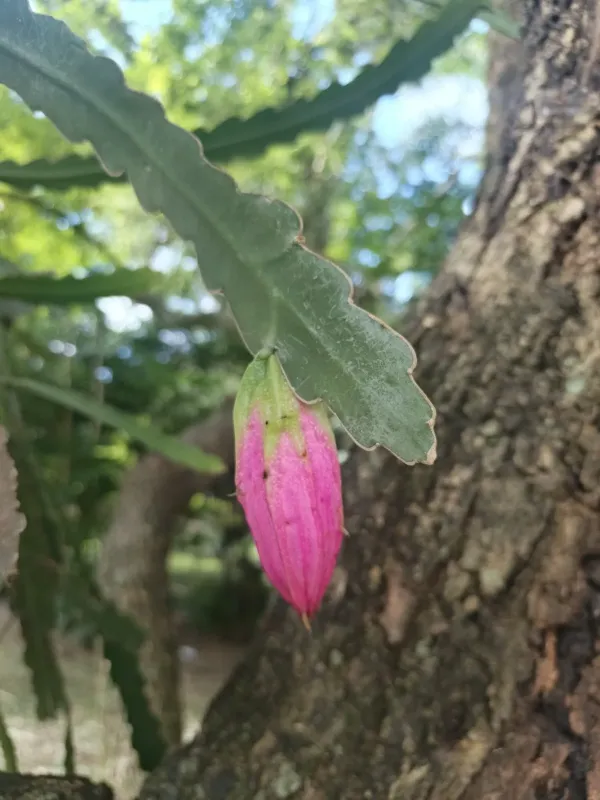 Epiphyllum phyllanthus