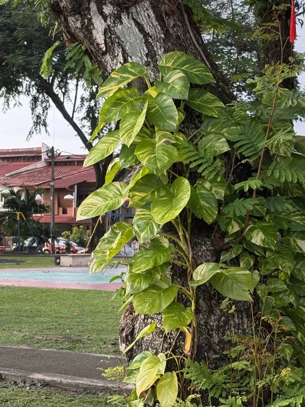 Golden Pothos