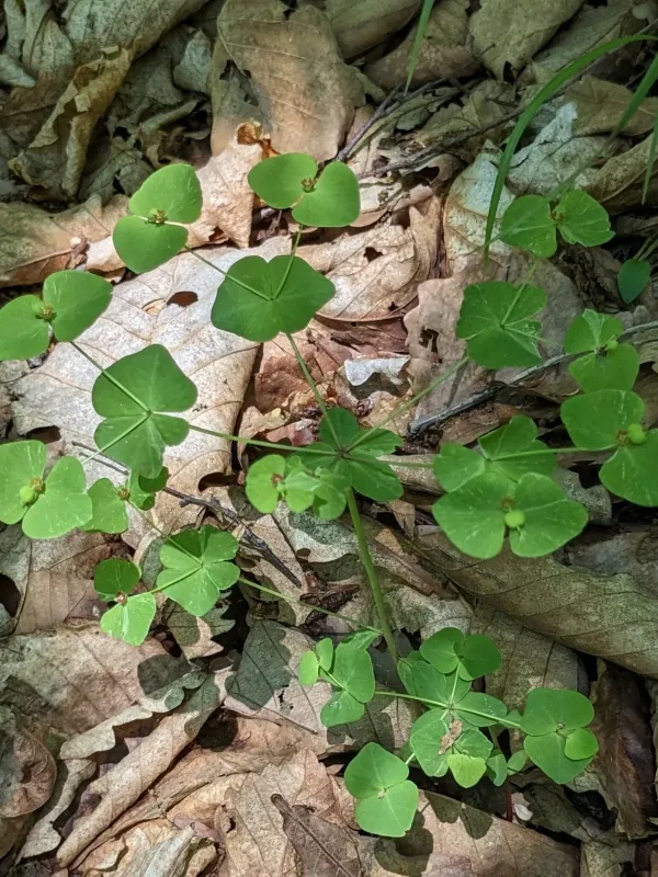 Siebold's spurge