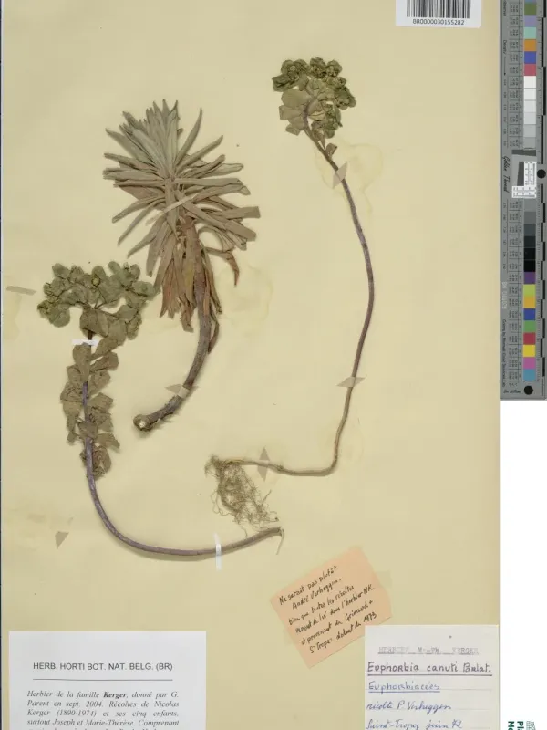 Euphorbia canuti