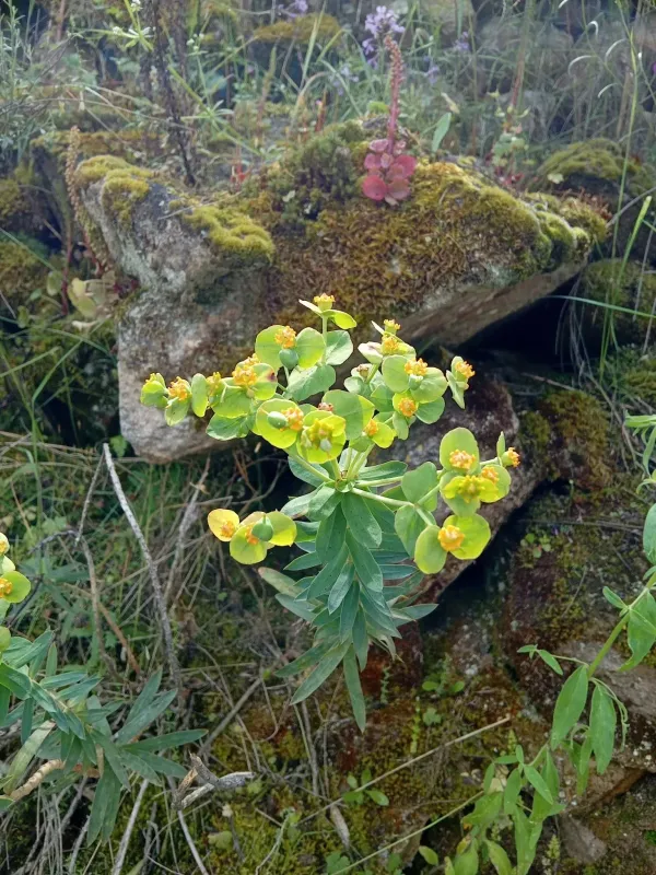 Sharp-leaf spurge