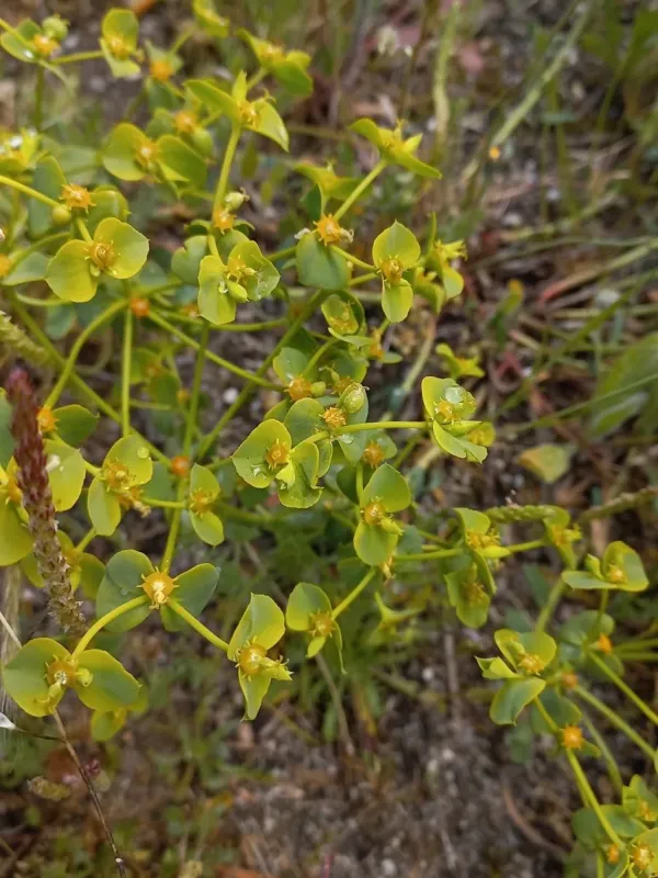 Euphorbia matritensis
