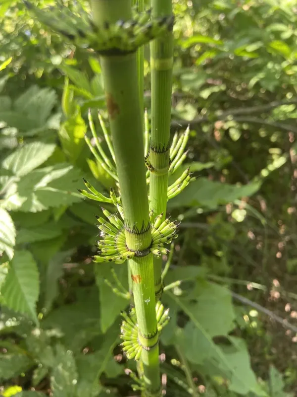 Giant horsetail