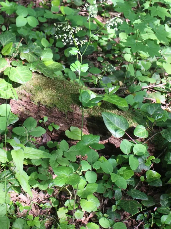 Pimpinella tripartita