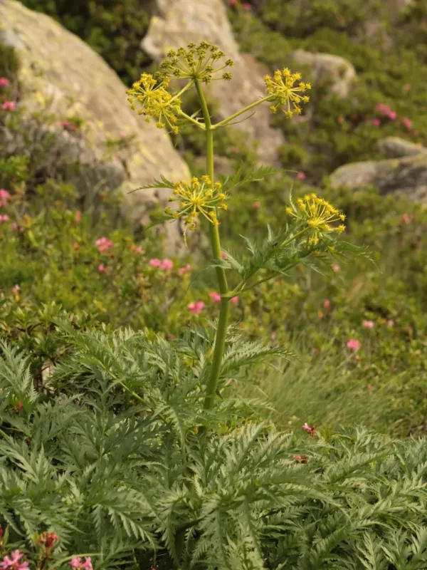 Molopospermum peloponnesiacum