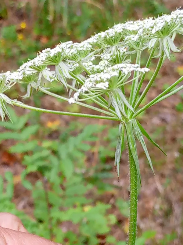 Prussian carrot