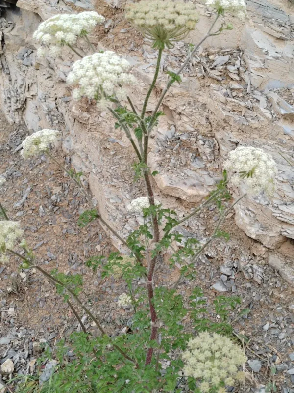 Silphiodaucus hispidus