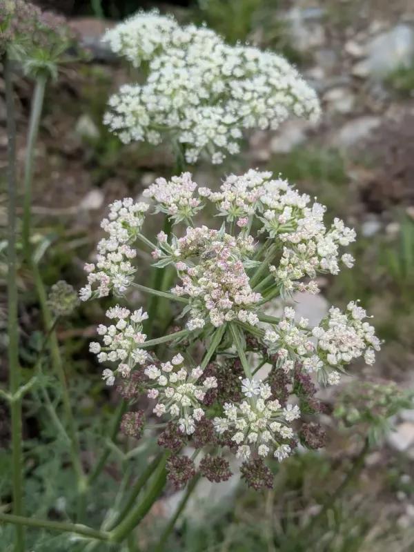 Haller's Laserwort