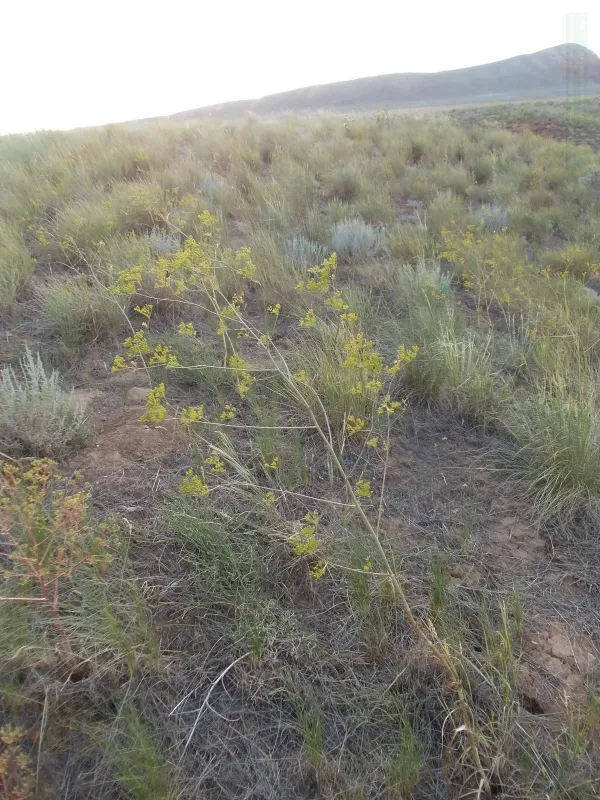 Elaeosticta lutea