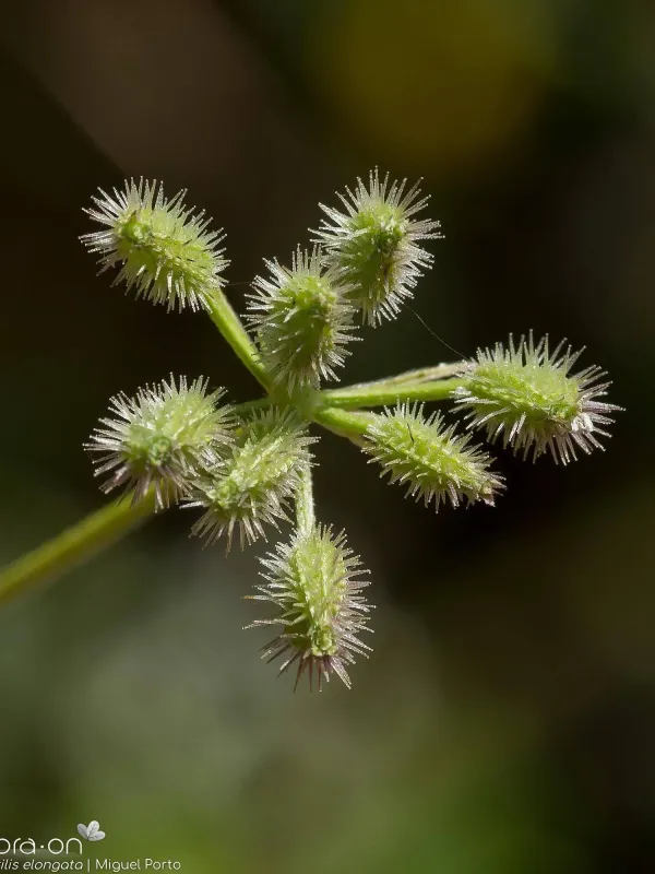 Torilis elongata