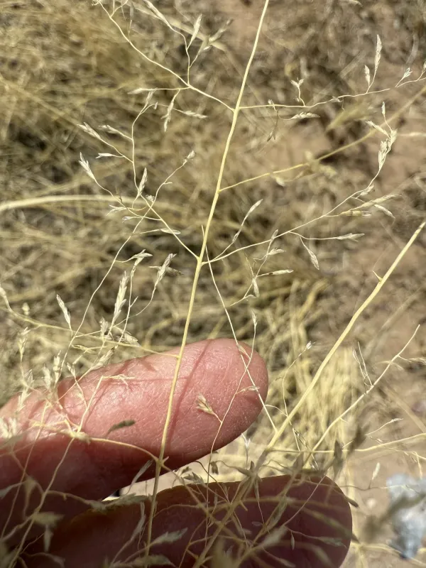 Lehmann lovegrass