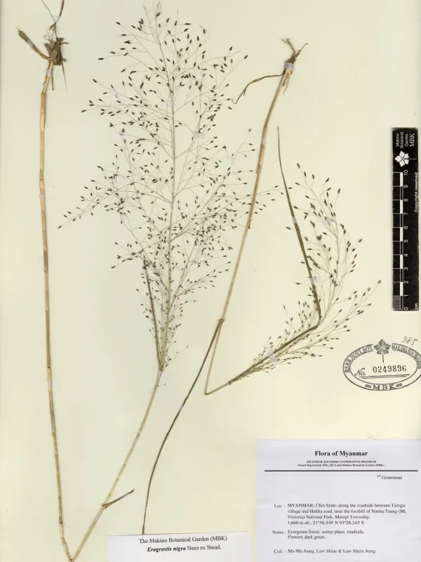 Black lovegrass