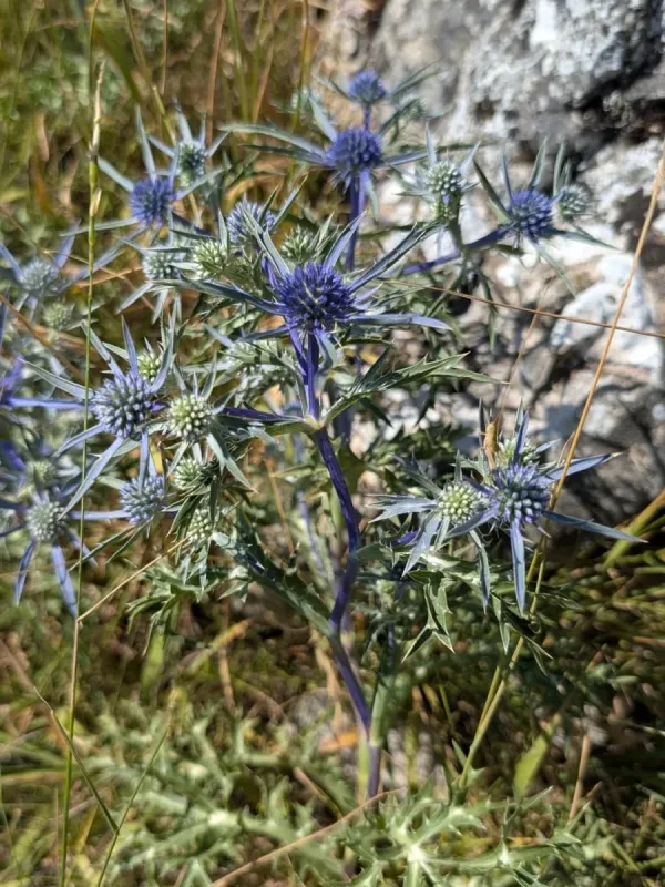 Amethyst sea holly