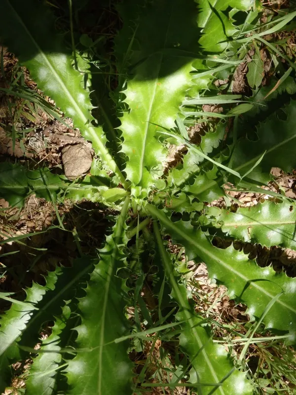 Eryngium duriaei