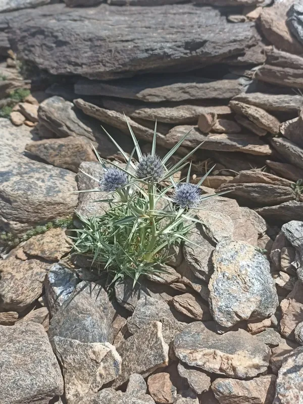 Eryngium glaciale