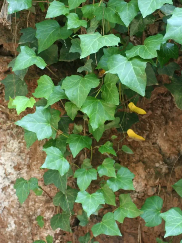 Moroccan ivy