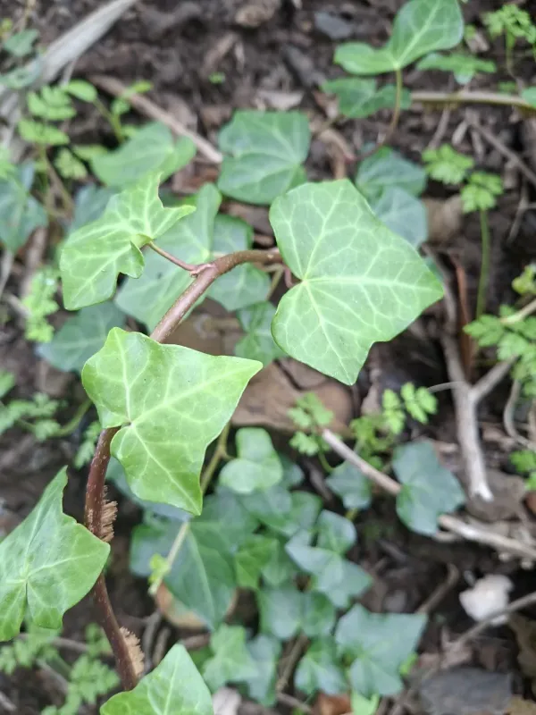 Madeiran ivy