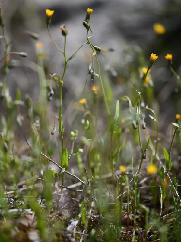 Crepis suffreniana