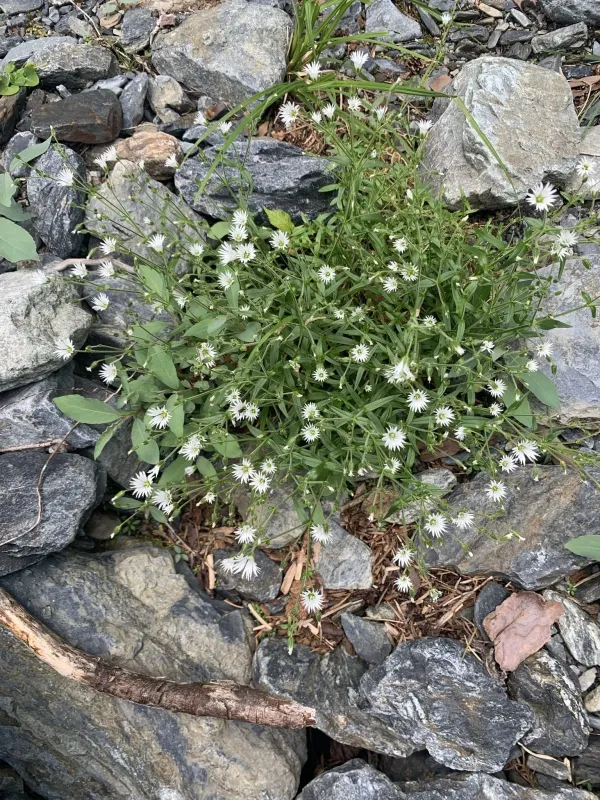 Stellaria nipponica