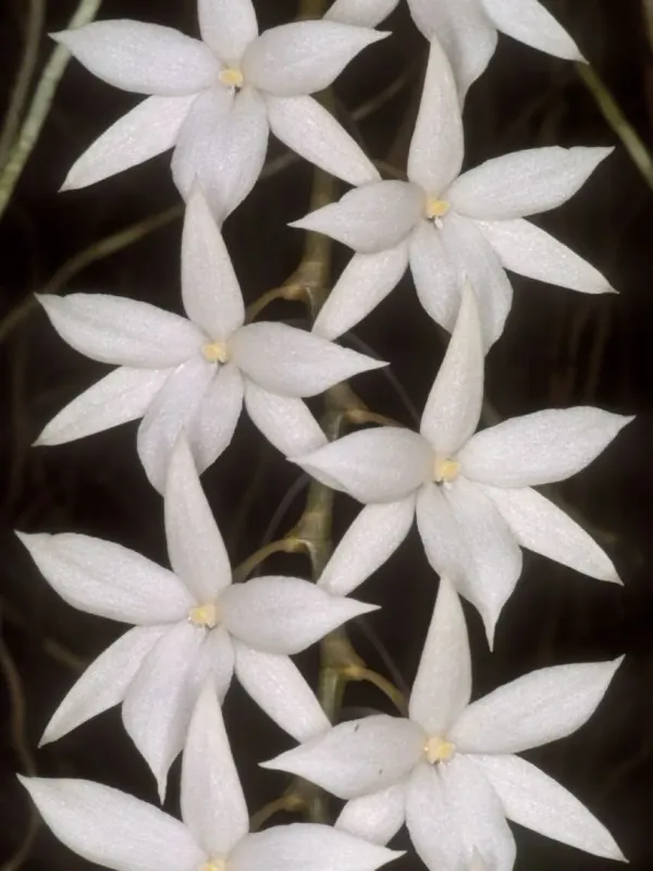 Aerangis modesta