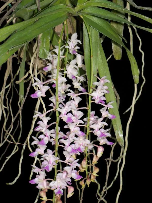 Aerides falcatum