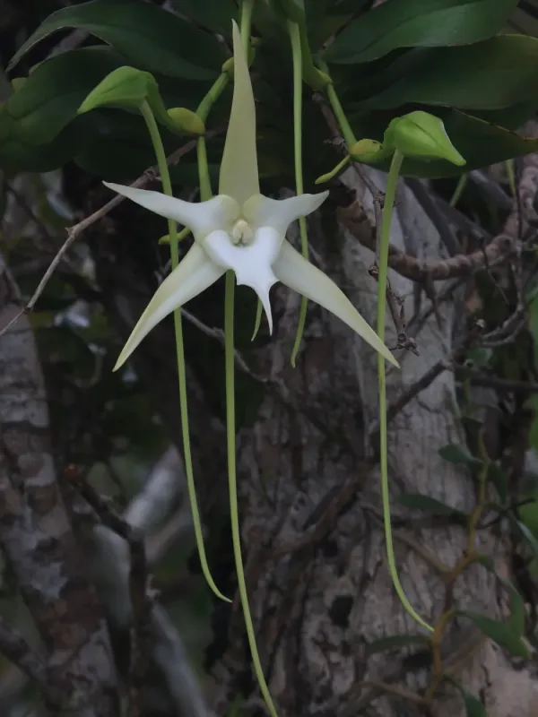 Darwin's orchid