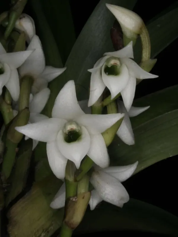 Angraecum striatum