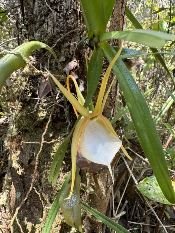 Angraecum viguieri