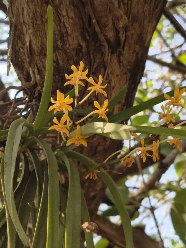 Ascocentrum