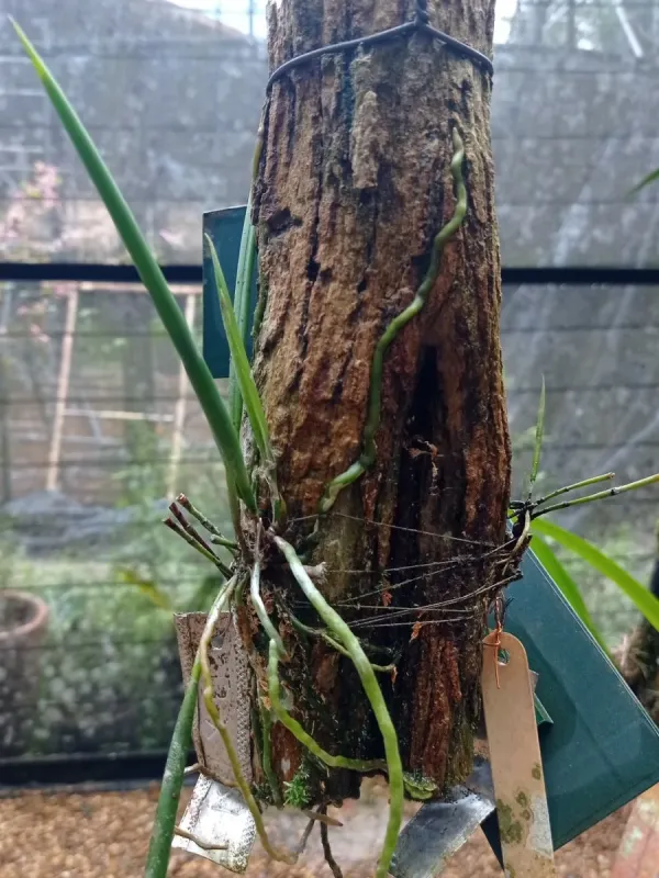 Brassavola martiana