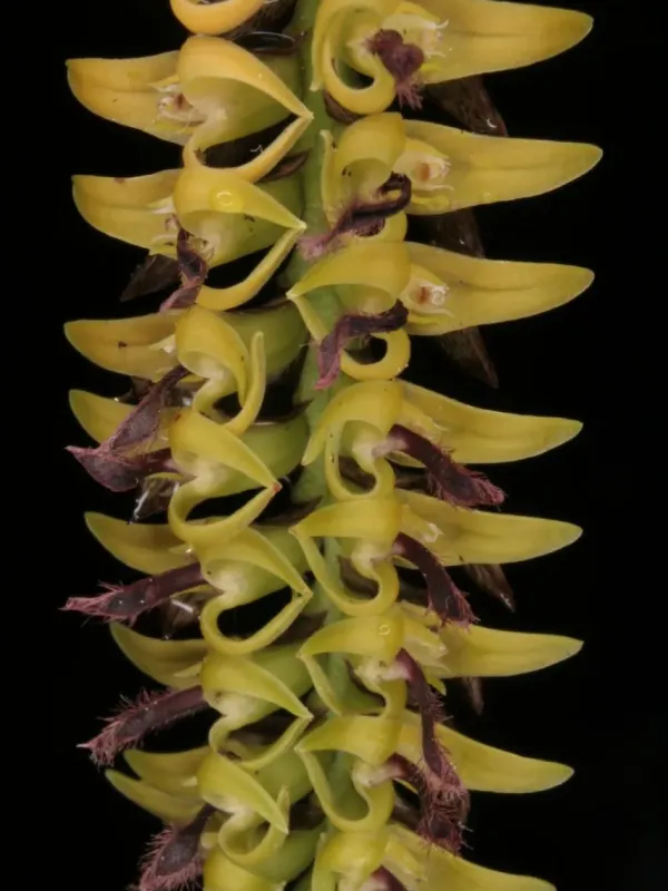 Bulbophyllum cochleatum