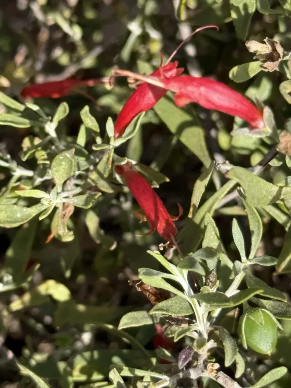Eremophila glabra hybrid