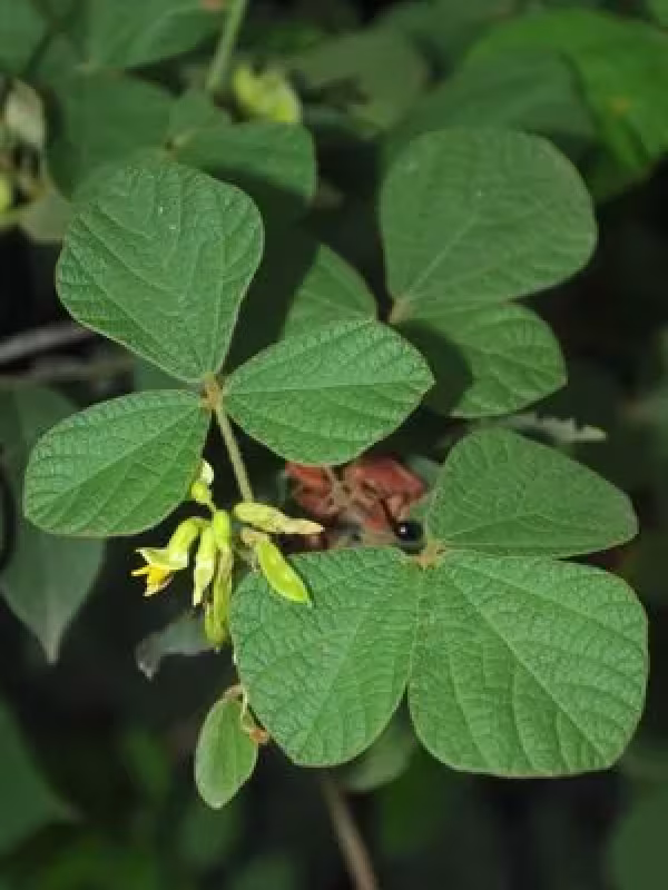 Rhynchosia penteri