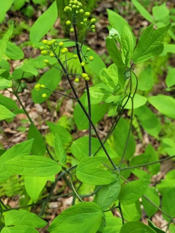 Blue cohosh