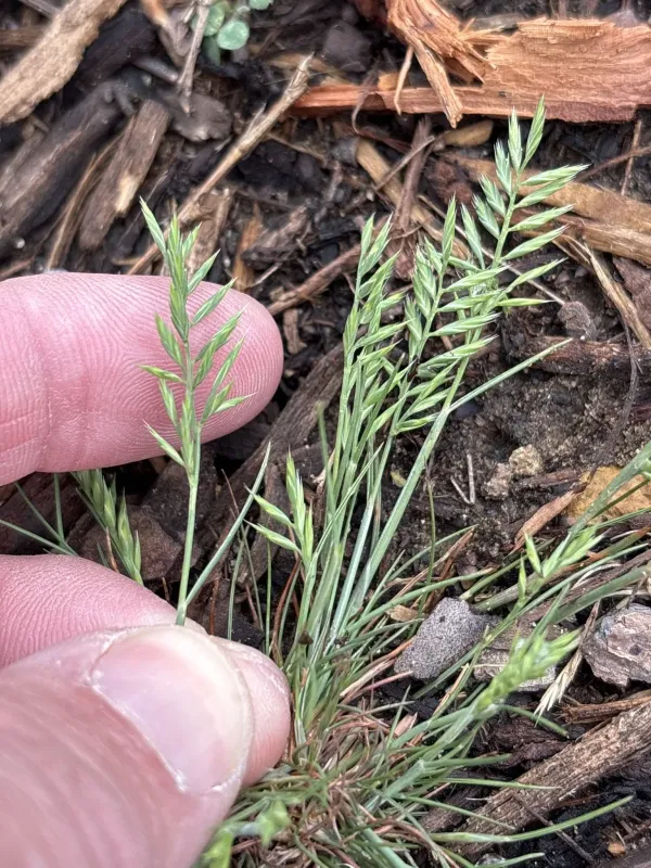 Sixweeks fescue