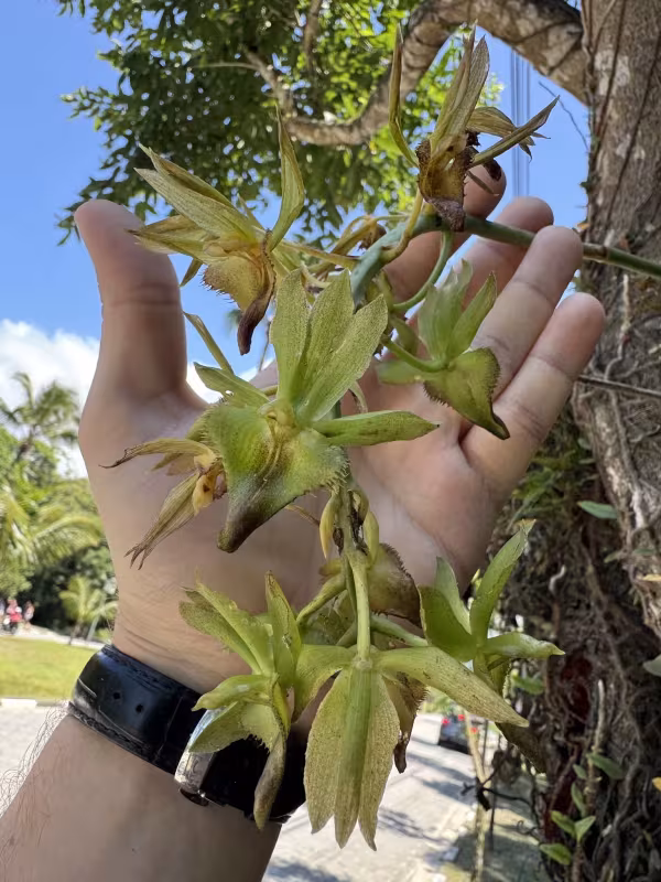 Catasetum socco