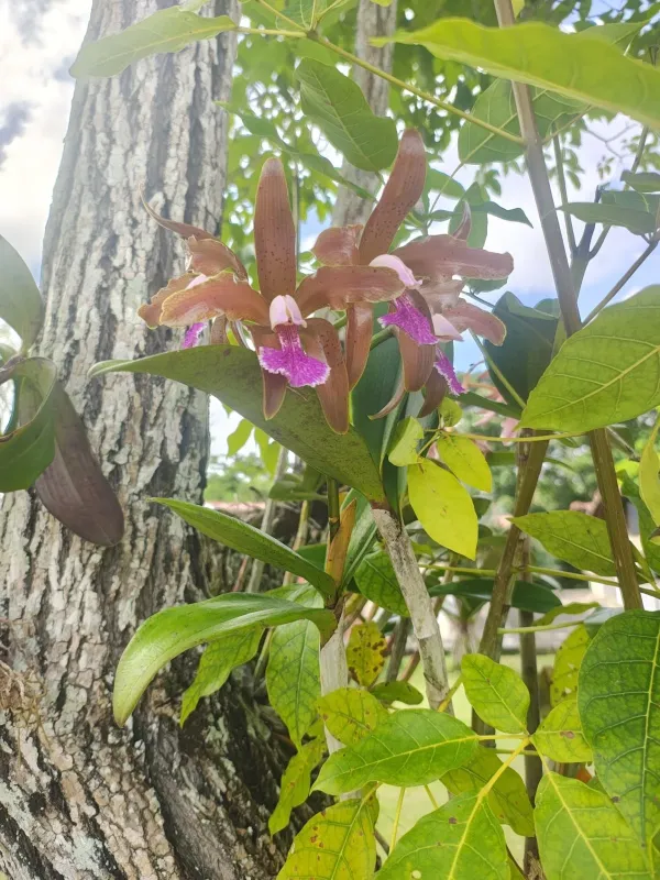 Cattleya granulosa