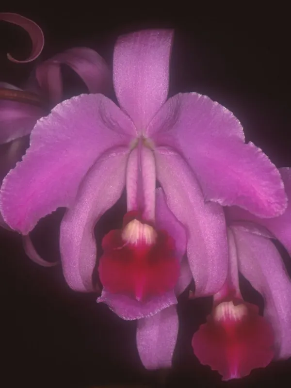 Cattleya lawrenceana