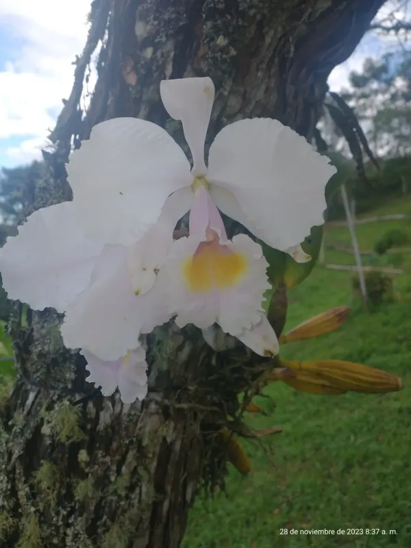 Cattleya trianae