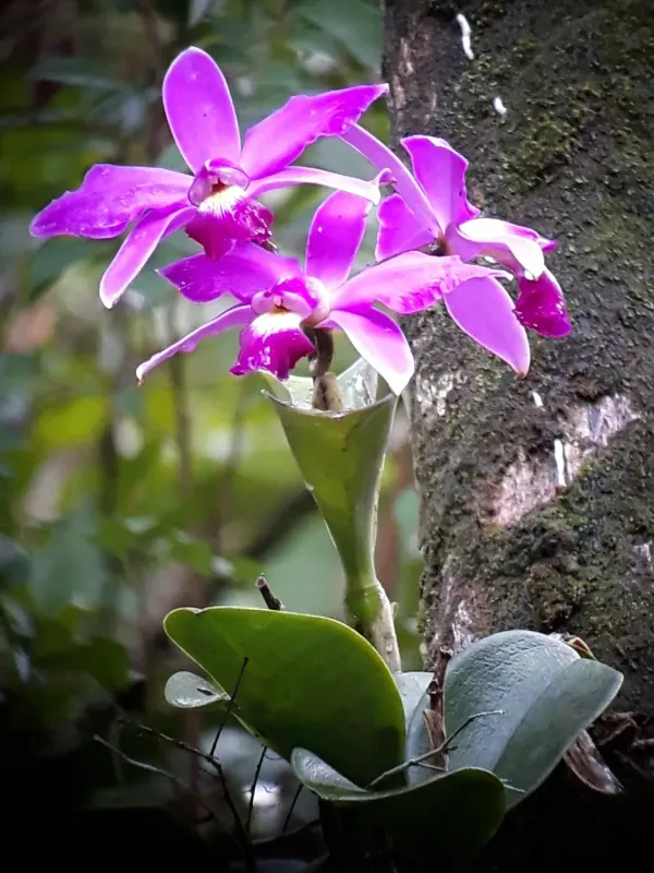 Cattleya violacea