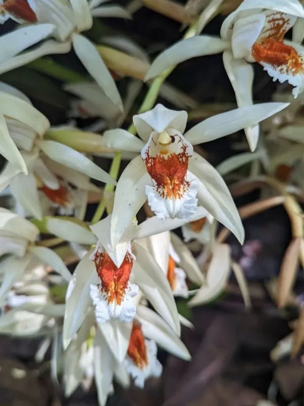 Coelogyne asperata